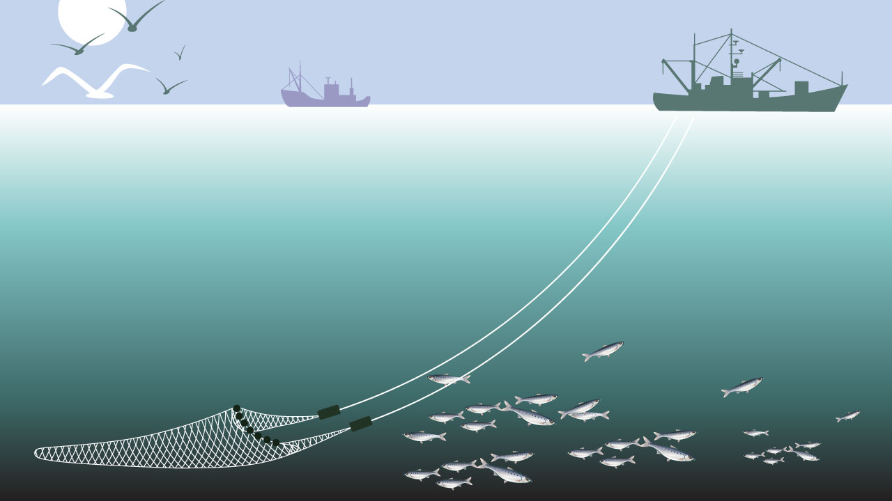 Help stop destructive fish trawling in Ireland's inshore waters by  supporting a ban on large trawlers. - Sustainable Water Network
